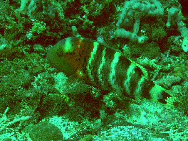 Cheilinus fasciatus 00523.JPG